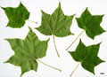 SpeciesSub: subsp. ambigum SpeciesSub: subsp. ambigum